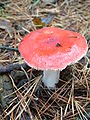 Isohapero, Russula paludosa