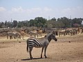 Zoological Center of Tel Aviv-Ramat Gan.