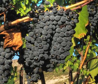 <span class="mw-page-title-main">Sangiovese</span> Wine making grape