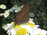 Satyrium liparops (striped hairstreak) Adult, ventral view of wings.