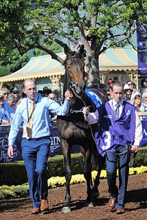 Seventh Heaven (horse) Irish-bred Thoroughbred racehorse