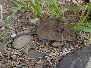 <span class="mw-page-title-main">Birch mouse</span> Genus of rodents