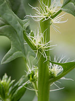 Spinacia oleracea female flowers, spinazie vrouwelijke bloemen.jpg