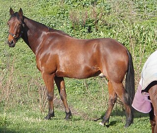 <span class="mw-page-title-main">Standardbred</span> American breed of horse