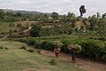 Farmers in Arusha region