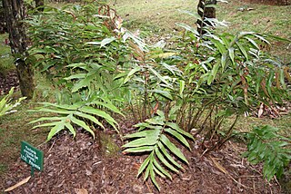 <span class="mw-page-title-main">Tectariaceae</span> Family of ferns