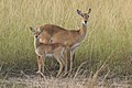 Image 8 Kob Photograph: Charles J Sharp The kob (Kobus kob) is an antelope found across Central Africa and parts of West Africa and East Africa. It is closely related to the reedbucks and waterbucks and similar in appearance to the impala but more heavily built. Kob have few strong social bonds, but females can live in herds numbering in the thousands. Males are generally territorial, although on densely-populated floodplains some males live in clustered territories known as leks. This picture shows a female and calf of the Ugandan kob (K. kob thomasi) in the Semliki Wildlife Reserve, Uganda. This subspecies appears on the coat of arms of Uganda. More selected pictures