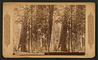 Grizzly Giant stereoscopic photograph, from 19th century