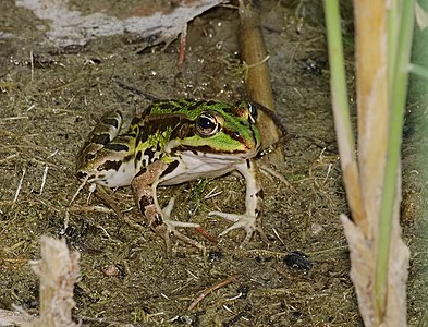 Marsh frog - Pelophylax ridibundus or Rana ridibunda