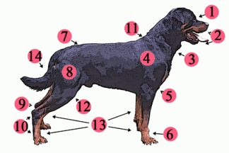 Anatomical structures