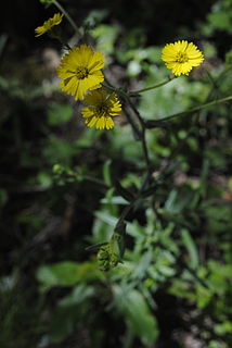 <i>Anisocarpus</i> Genus of flowering plants