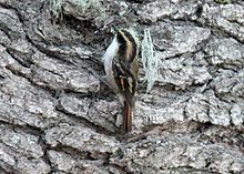 Photo couleur : vue d'un petit oiseau au dos rayé noir et fauve et gorge blanche, accroché à l'écorce grise d'un gros arbre.