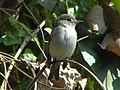 Bruine vliegenvanger (Muscicapa latirostris)