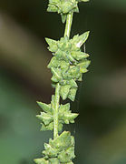 Atriplex patula inflorescence, uitstaande melde bloeiwijze (1).jpg