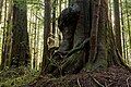 Image 26Avatar Grove near Port Renfrew, British Columbia: Giant Douglas firs (left) and red cedars (right) fill the grove. (from Old-growth forest)