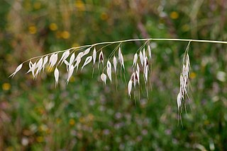 <i>Avena fatua</i> Species of grass