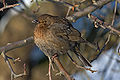 17 - Female blackbird created, uploaded and nominated by Merops