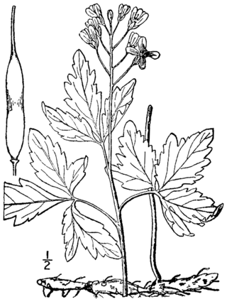 <i>Cardamine maxima</i> Species of flowering plant