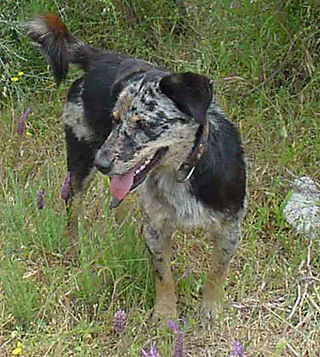 <span class="mw-page-title-main">Carea Leonés</span> Dog breed