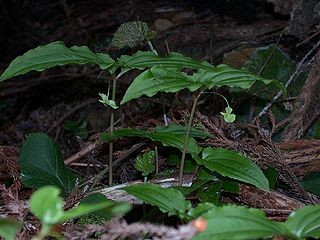 <span class="mw-page-title-main">Stemonaceae</span> Family of flowering plants