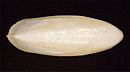 Cuttlebone from a Sepia sp. Cuttlebone.jpg