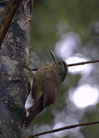 <span class="mw-page-title-main">Planalto woodcreeper</span> Species of bird