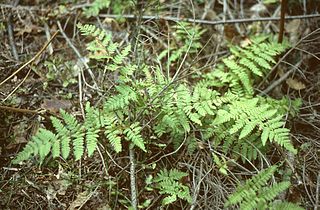 <span class="mw-page-title-main">Dryopteridaceae</span> Family of ferns