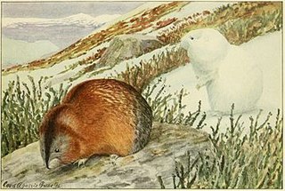 <span class="mw-page-title-main">Nelson's collared lemming</span> Species of rodent