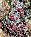 Oval-leafed eriogonum or butterballs (Eriogonum ovalifolium)