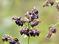 Seed and withered flower of buckwheat