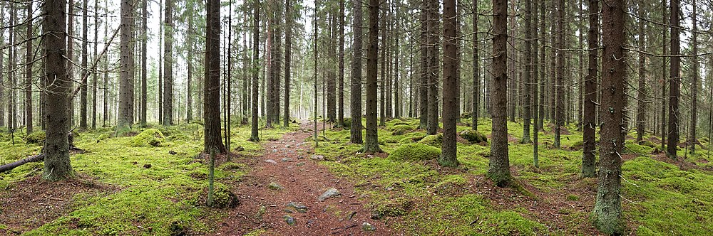 Panoramski pogled na crnogoričnu šumu