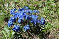 Gentiana verna