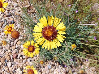 <i>Gaillardia pinnatifida</i> Species of flowering plant