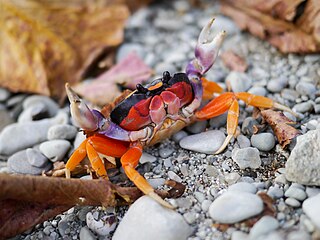 <span class="mw-page-title-main">Gecarcinidae</span> Family of crabs