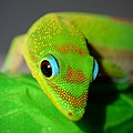 Image 19 Gold dust day gecko Photograph: Steevven1 The gold dust day gecko (Phelsuma laticauda) is a diurnal species of gecko. Endemic to northern Madagascar and the Comoros, it has been introduced to Hawaii and other Pacific islands. It typically inhabits trees and houses, and feeds on insects and nectar. More selected pictures