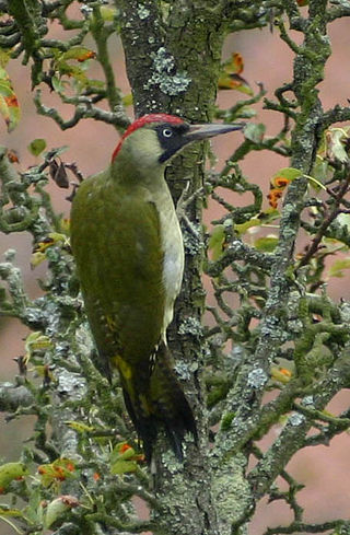 <i>Picus</i> (bird) Genus of birds