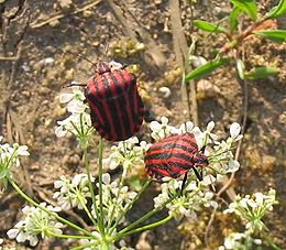 Juostelinė skydblakė (Graphosoma lineatum)