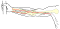 Front of right upper extremity, showing surface markings for bones, arteries, and nerves.