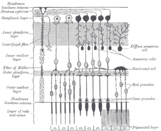 <span class="mw-page-title-main">Retina horizontal cell</span>