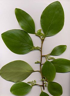 <i>Griselinia</i> Genus of flowering plants