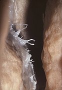 Helictites on a stalactite, 1966