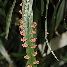 Flower clusters along the edge of the phylloclades/cladodes of Phyllanthus angustifolius IMG 7294-Phyllanthus angustifolius.jpg