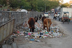 Jaipur cows eating trash