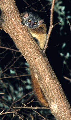 Lepilemur aeeclis