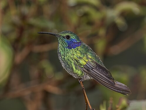 Lesser violetear by Charles J. Sharp