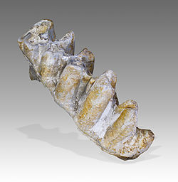 A molar of the proboscidean Platybelodon grangeri