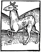 "Musk-cat", woodcut from Hortus Sanitatis, 1491