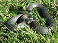Cobra de colar (Natrix natrix)