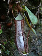 Nepenthes adnata