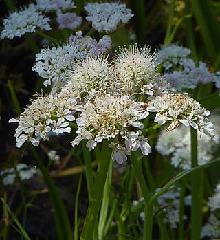 <i>Oenanthe fistulosa</i> Species of flowering plant